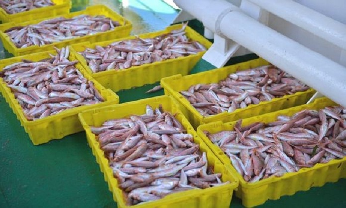 Pêche: Achèvement de la campagne d’évaluation des ressources halieutiques