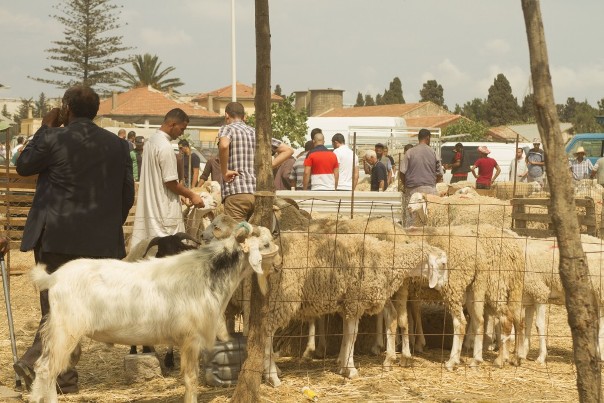 Rituel de Sacrifice du mouton : Le phénomène des jeunes « égorgeurs »