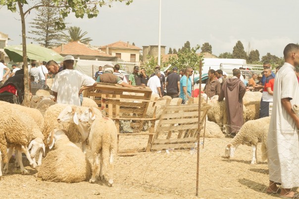 Aid EL Adha à Mostaganem : Revoilà, les points informels de vente de moutons