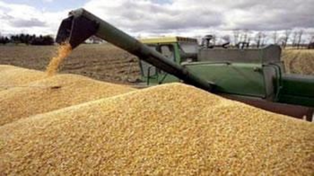 Bouira: Moissons battage: une bonne année