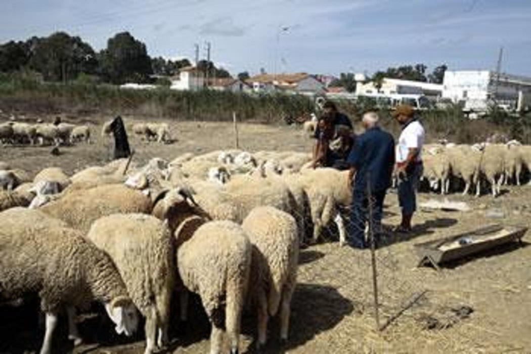 Les algériens redoutent le scénario de la viande putréfiée de l’année dernière: Le spectre du mouton bleu