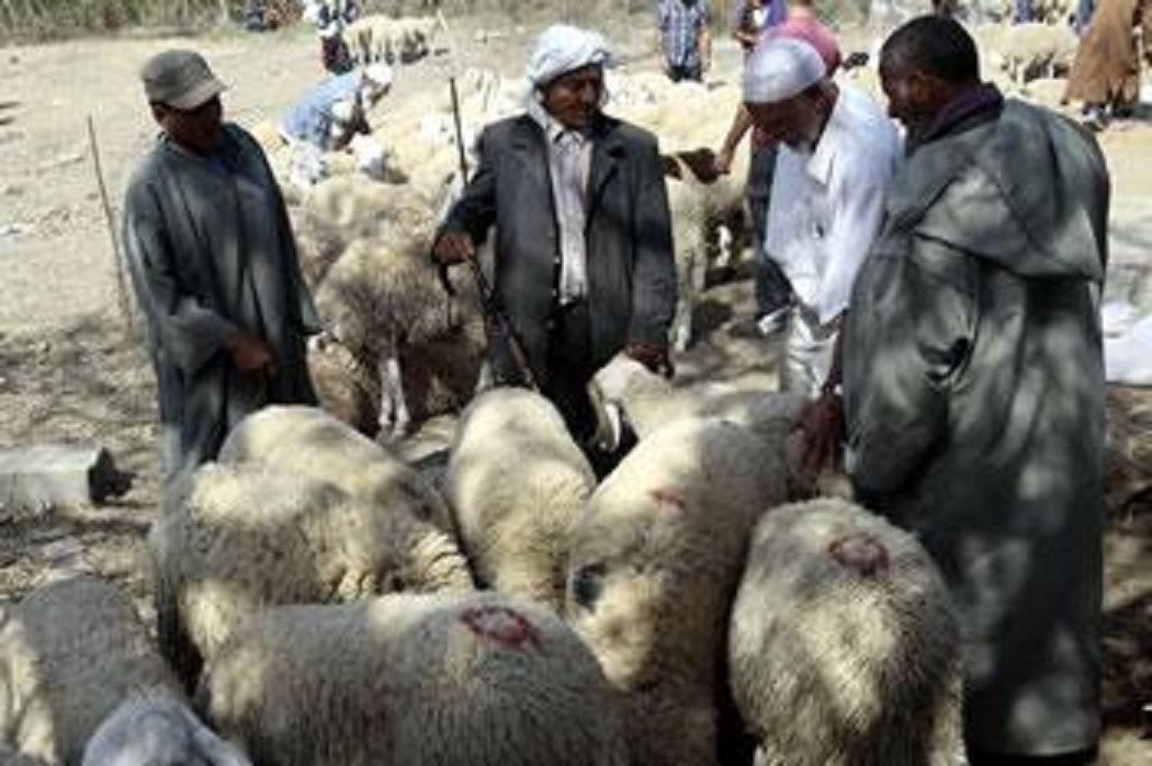 Mouton de l’Aïd: Les revendeurs ou la spéculation à ciel ouvert