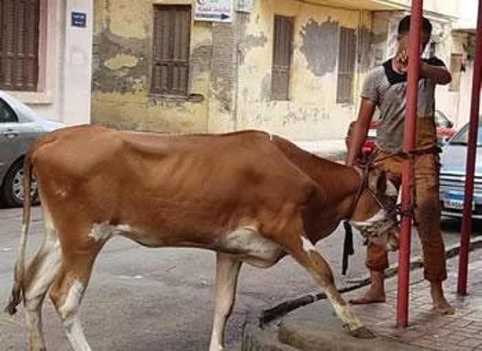 Du boeuf de l’aid pour tous les villageois:  Vivement le partage!