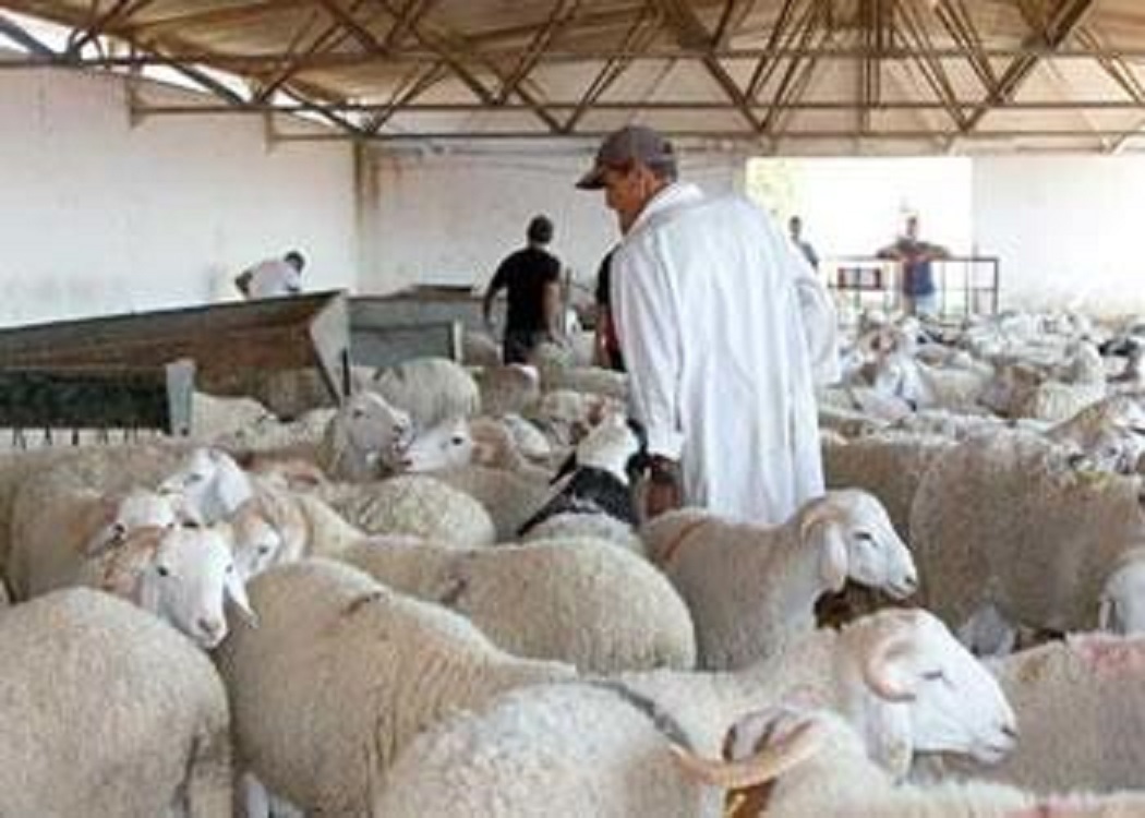 Des permanences, des mesures sanitaires et sécuritaires pour l’Aid el Adha: Demain, le grand jour!