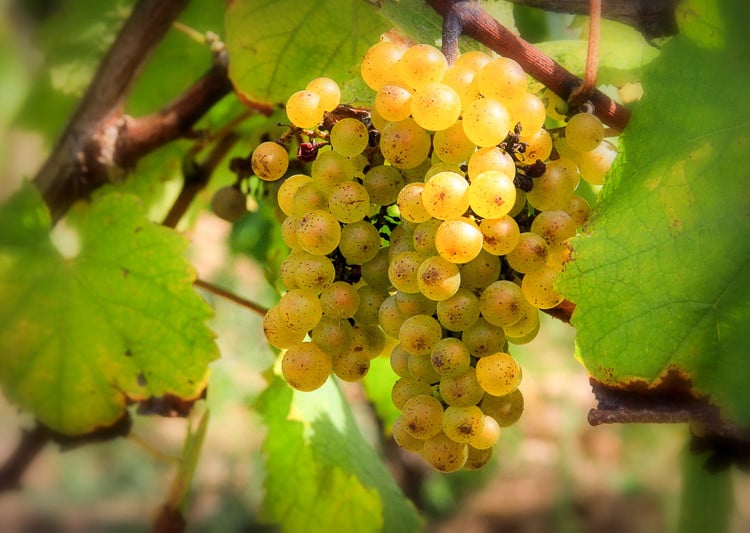 Aïn Témouchent: 3000 quintaux de raisin de cuve transformés