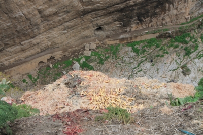 Souk Ahras – Hygiène publique: Les abats de volailles, un danger pour la santé publique