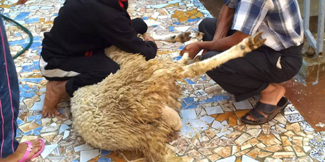 Les musulmans célèbrent l&rsquo;Aïd El Adha à travers le monde (PHOTOS)