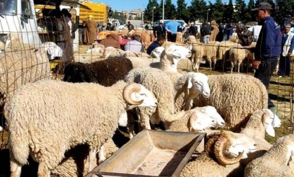 Aïd El Adha (Mostaganem) : 23 points retenus pour la vente des moutons
