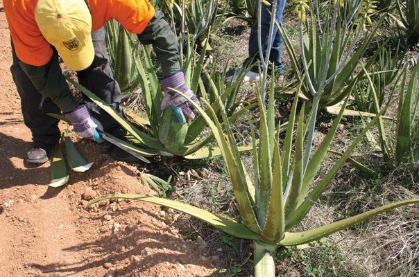 khenchela : plus de 40 jeunes formés aux techniques de plantation de l’aloe vera