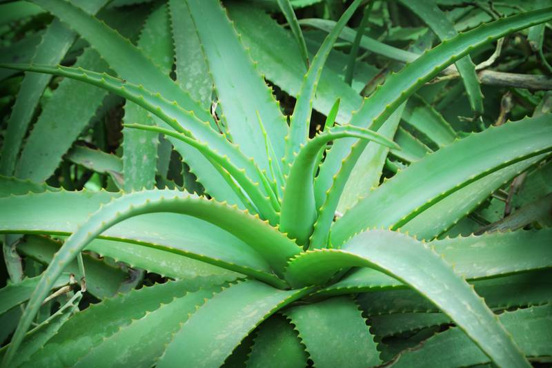 Khenchela: plus de 40 jeunes formés aux techniques de plantation et de transformation de l’Aloe Vera