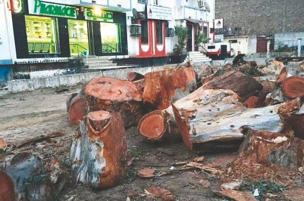Constantine – Massacre à la forêt du domaine Allouk Abdellah: L&rsquo;administration des forêts ouvre une enquête