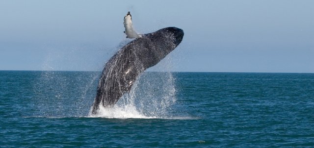 Brésil : considérable augmentation des baleines à bosse