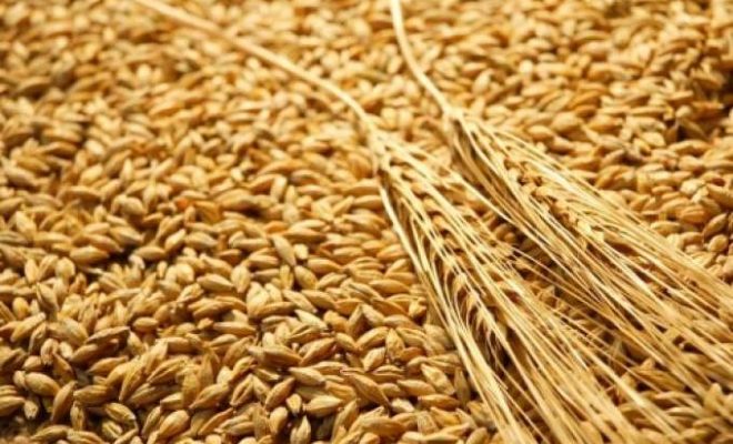 Agriculture: augmentation de la production céréalière en 2017