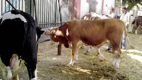 Association «Kafeel El Yatim» de Bouira: 210 moutons et 7 bœufs offerts