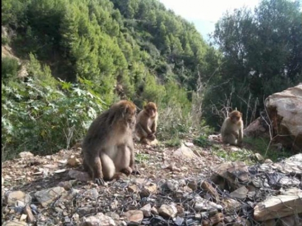 Chréa : Un parc national en péril