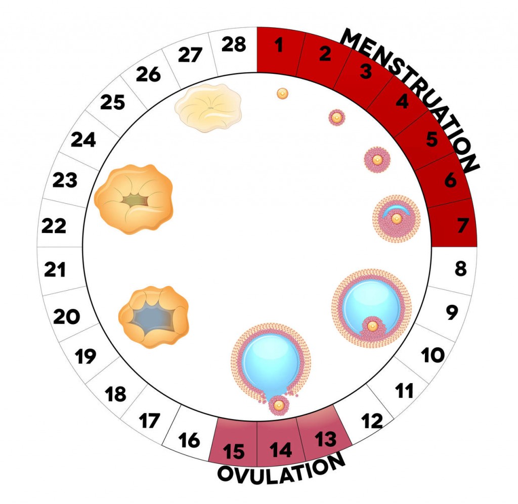 Future maman : l’ovulation