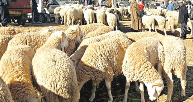 Leurs prix jouent au yo-yo ces derniers jours: La bourse du mouton