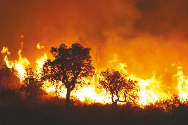 Guelma: 42 victimes des incendies de forêt recensées