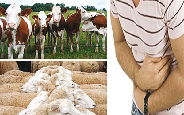 Brucellose humaine à Bouira: Deux nouveaux cas à Taguedit