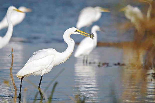 Leur nombre a pratiquement sextuplé en l’espace de trois années: L’avifaune s’enrichit à Mila