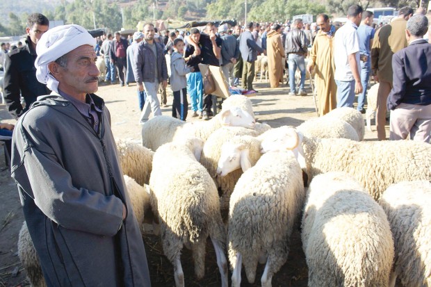 Les prix oscillent entre 29 000 et 51 000 DA: Le mouton de l’Aïd abordable à Bouira