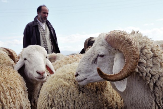 Aïd El Adha à Béjaïa: 65 points de vente de moutons autorisés