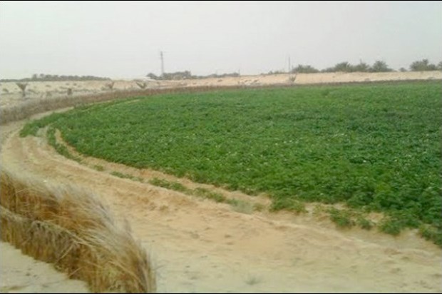 Tlemcen: Des terres agricoles détournées de leur vocation