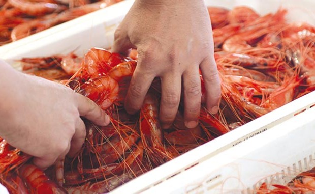 Exportation de crustacés et mollusques vers l’Espagne à partir de Béni Saf: L’État a engrangé près de 7,5 millions d’euros en 2016