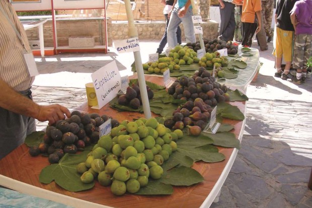 Tizi Ouzou: Lemsella accueillera bientôt la Fête de la figue