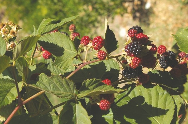Culture des arbres fruitiers rustiques à Bouira: Un créneau en manque de financement