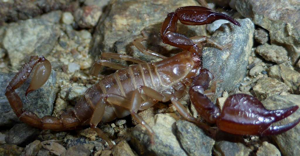 El-Bayadh: Décès d&rsquo;un enfant suite à une piqûre de scorpion
