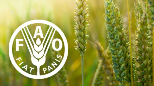 FAO: la dégradation des sols dans le monde affecte la production alimentaire
