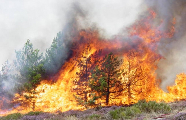 Algérie: Les radios locales de Béjaïa et de Tizi Ouzou accompagnent la lutte anti-incendies