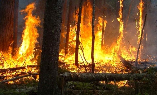 Algérie : 14 000 hectares de ressources forestières ravagés par des incendies depuis le 1e juin dernier
