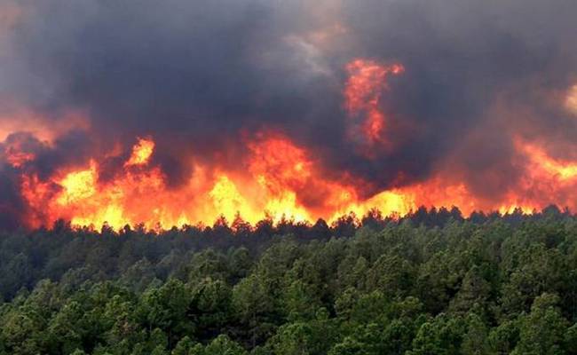 Premiers incendies à Bouira: 18 ha et 50 ruches calcinés