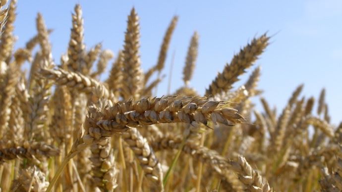 Les cours du blé toujours en baisse