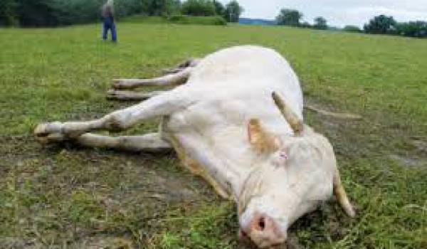 Fièvre aphteuse: Vaste programme préventif à Tindouf