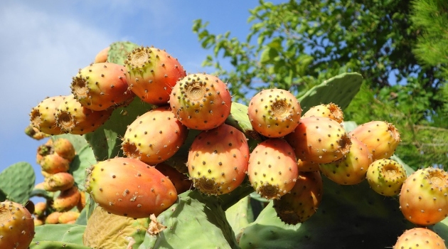 La figue de Barbarie, un fruit sauvage qui fait rage