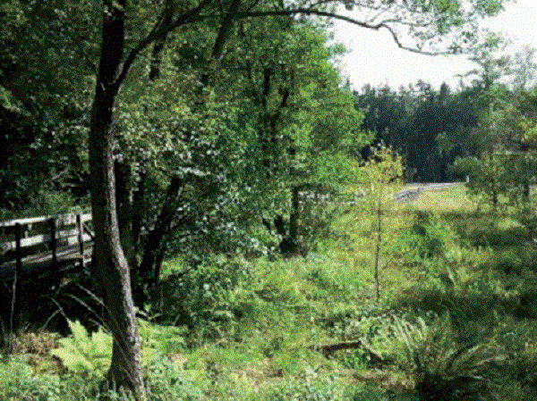 Béjaïa: Appel pour la protection de la forêt d’Akfadou