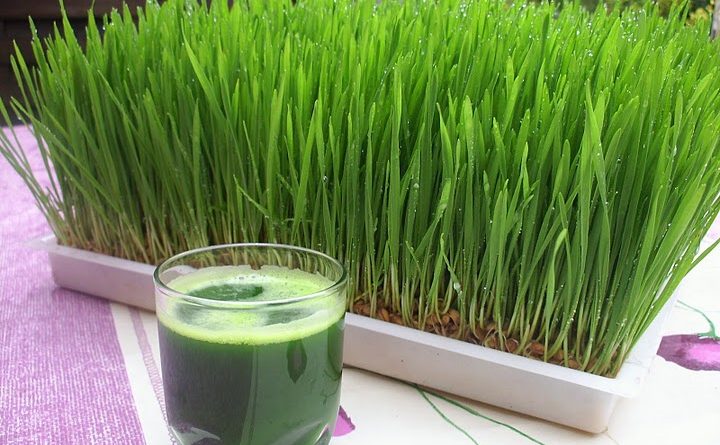 Préparation de la semaine: Jus d’orge pour le cholestérol élevé