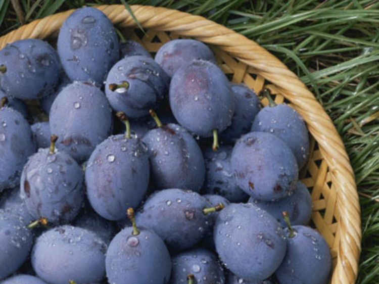 Tlemcen: La prune d&rsquo;Aïn Nehala fait recette