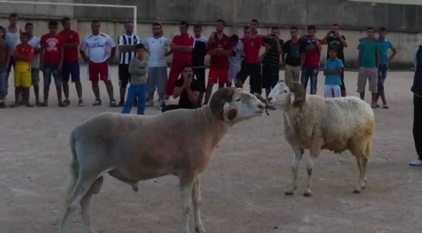 Les combats de béliers : Des joutes pour gladiateurs sur pattes, avec leurs adeptes et leurs champions (AUDIO)