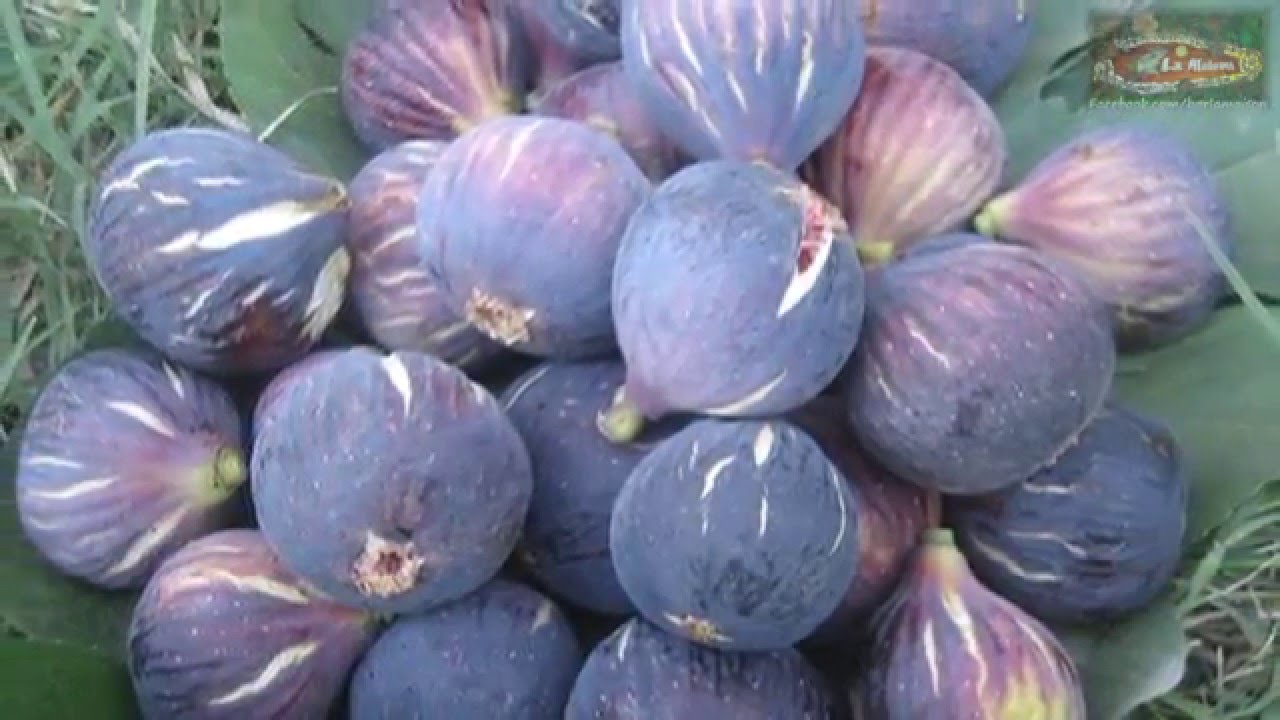 Bordj Bou-Arréridj: Les produits du terroir vulgarisés à El-Maïn