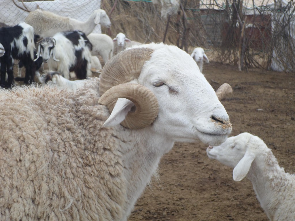 Aïd el Adha: Les prix du mouton chauffent