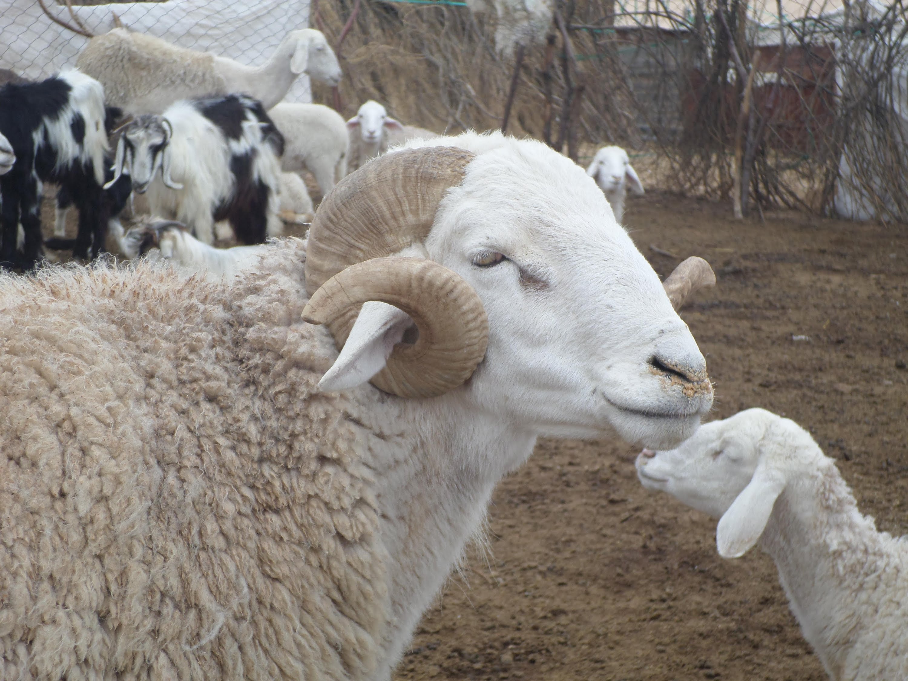 Aïd el Adha: Les prix du mouton chauffent 