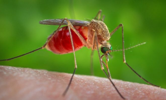 Le moustique commun est capable de transmettre le virus Zika