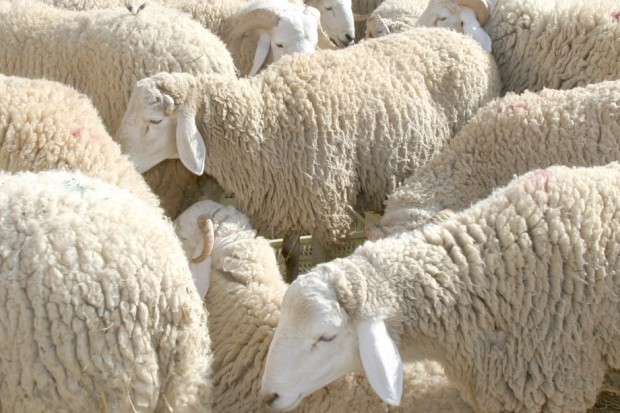 Aid el Adha : Alger dotée de 105 points de vente directe de moutons