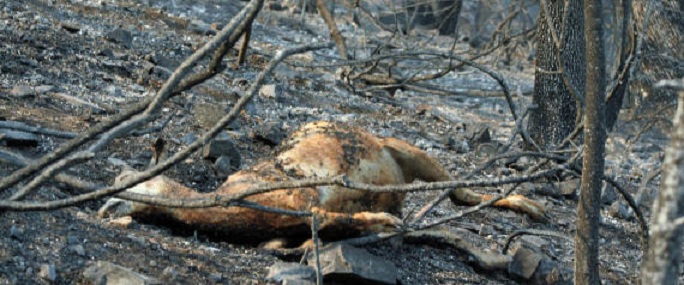 Les incendies ont détruit plus de 17 000 hectars en une semaine