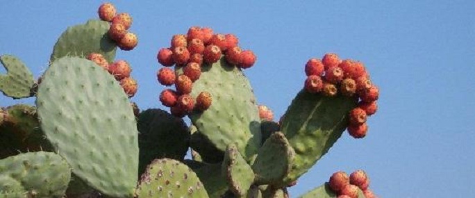 Tizi Ouzou: revaloriser la culture de la figue de barbarie, objectif d&rsquo;une fête locale à Sahel