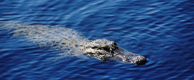 350 alligators pourraient s&rsquo;échapper dans les rues de Houston
